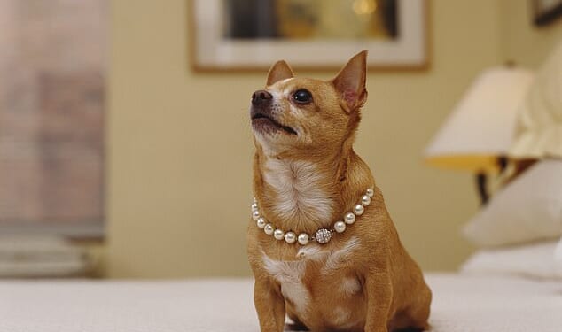 Half of the UK's ten million dog owners have written their beloved pooch into their will – with an estimated £6.5billion left in last testaments to them (stock photo)