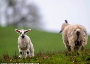 Police are appealing for information after 13 lambs were found with their necks 'deliberately' snapped in Northern Ireland