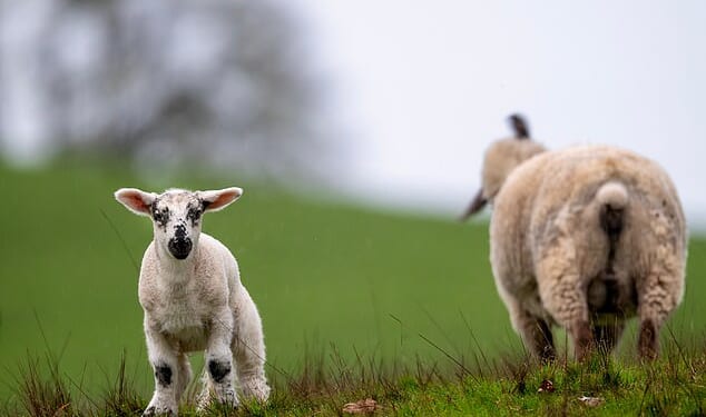 Police are appealing for information after 13 lambs were found with their necks 'deliberately' snapped in Northern Ireland