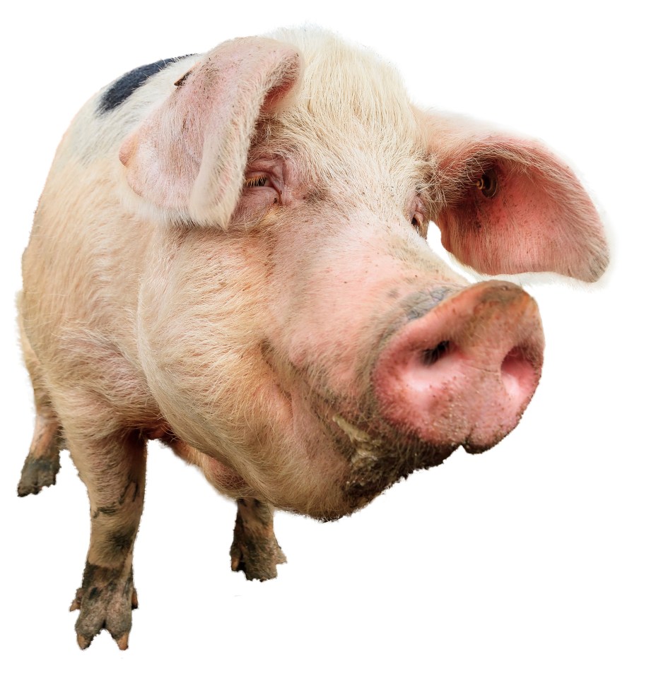 Happy pig with pink skin and black spots.