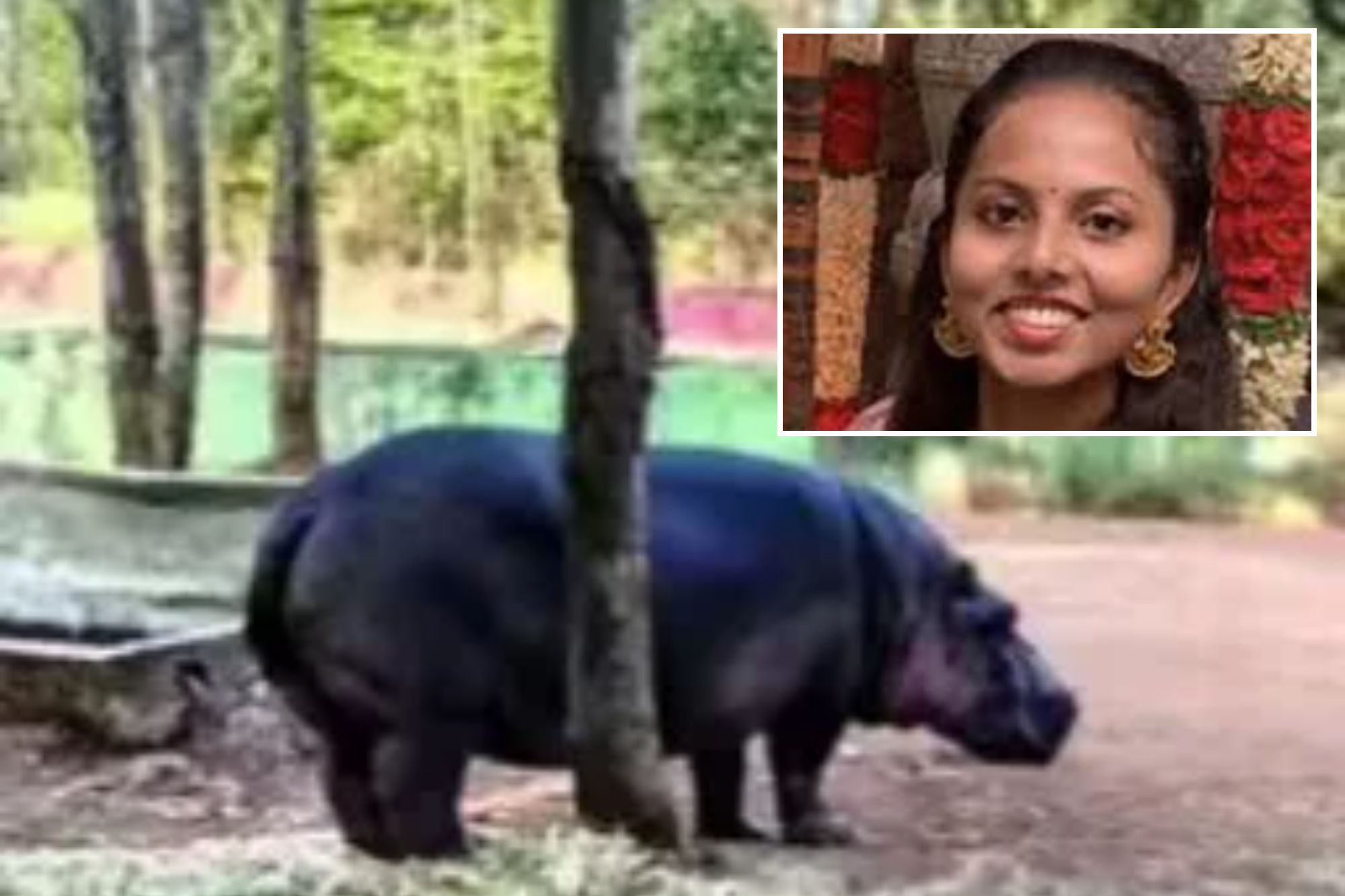 An image collage containing 2 images, Image 1 shows A woman looking at a hippopotamus in an enclosure at a zoo, Image 2 shows Sameeksha Reddy, 27, smiling