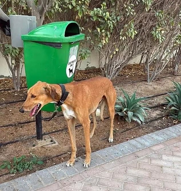 Photos of dogs tied to lamp posts have been circulating online and vets have reported an influx in inquiries about euthanising pets