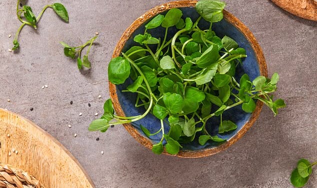 Contrary to popular belief, watercress is a vegetable not a salad