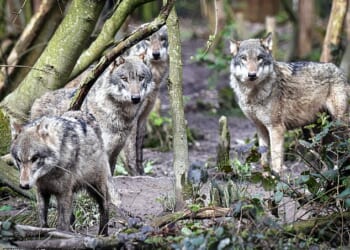 Wildwood Trust says it was forced to make the ‘absolute last resort’ decision due to ‘severe aggression’ between the pack