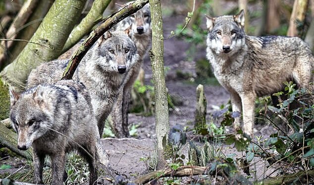 Wildwood Trust says it was forced to make the ‘absolute last resort’ decision due to ‘severe aggression’ between the pack