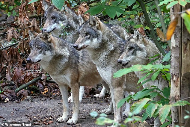 The wolves have previously appeared to interact well together within their enclosure. But the Trust said there has been a recent deterioration within group dynamics