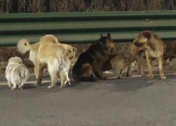 Seven furry escapees were found moving in military-style formation down the side of a busy motorway in Changchun, the capital of China's north-east Jilin province (pictured)