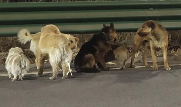 Seven furry escapees were found moving in military-style formation down the side of a busy motorway in Changchun, the capital of China's north-east Jilin province (pictured)