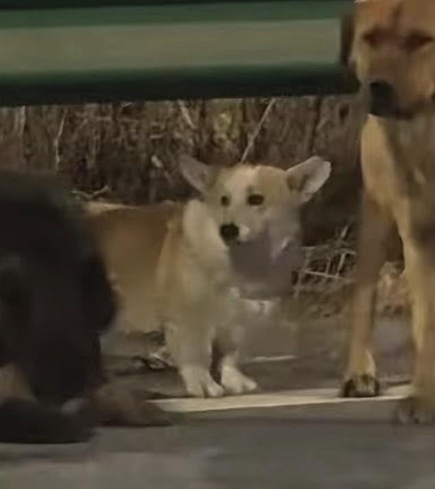 The group was led by an extremely stout corgi called Dapang, which means Big Fat, as they hurried across snowy fields and trotted down frozen lanes before reaching the road