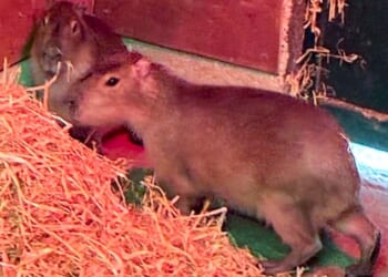 Samba and Tango, two capybaras, escaped from their temporary enclosure, though the latter was found shortly afterwards