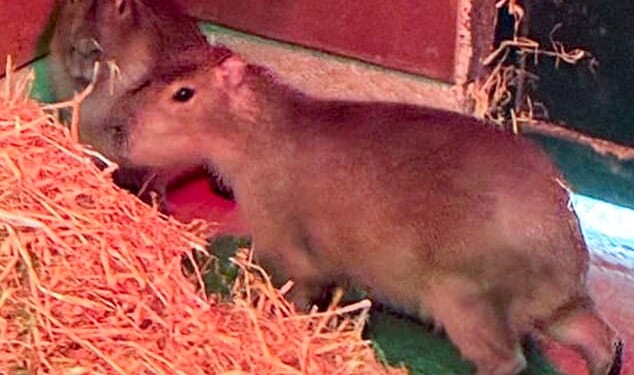 Samba and Tango, two capybaras, escaped from their temporary enclosure, though the latter was found shortly afterwards