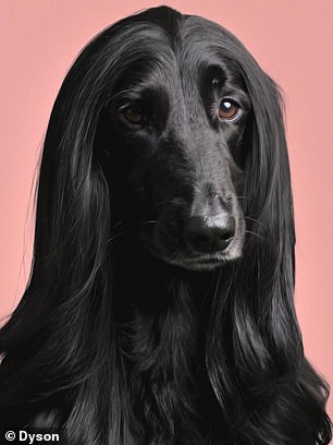 Dyson has unveiled a new pet range