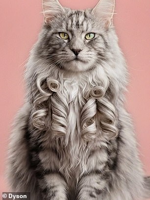 One of the new products is a Dyson Airwrap fit for a cat