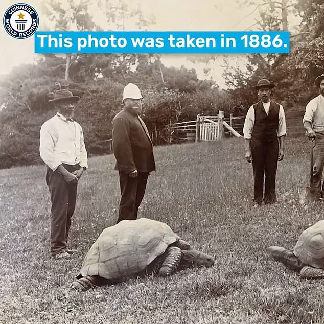 He was brought to St Helena from the Seychelles in the 1880s and lived on the grounds of Plantation House, the official residence of the island's Governor
