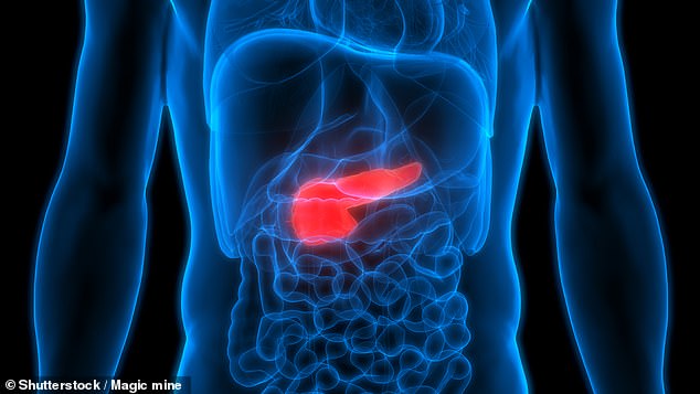 The pancreas - a small gland hidden behind the stomach - plays a vital role in digestion and blood sugar control