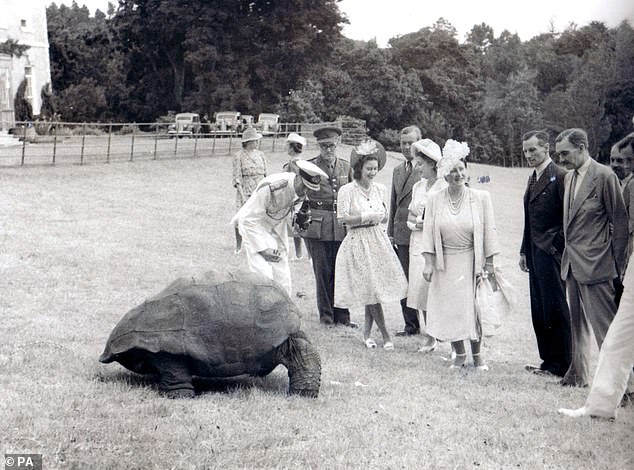 The tortoise welcomed the future Queen Elizabeth II, as well as George VI and the Queen Mother, to the British overseas territory of St Helena in 1947, pictured