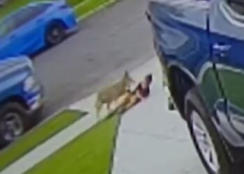 Terrifying moment feral coyote attacks boy, 3, dragging him to the ground before biting his leg as cops hunt wild dog