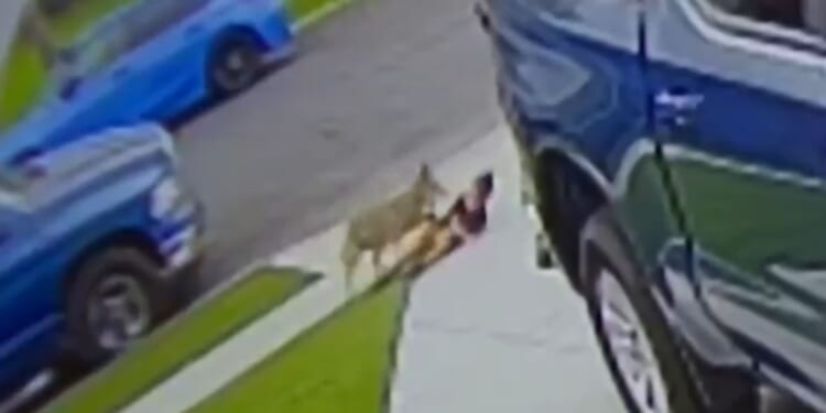 Terrifying moment feral coyote attacks boy, 3, dragging him to the ground before biting his leg as cops hunt wild dog