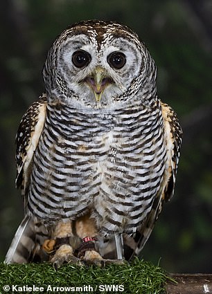 Quilla - a Chaco owl which are typically found in Argentina
