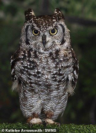 Savanna - an African spotted eagle owl
