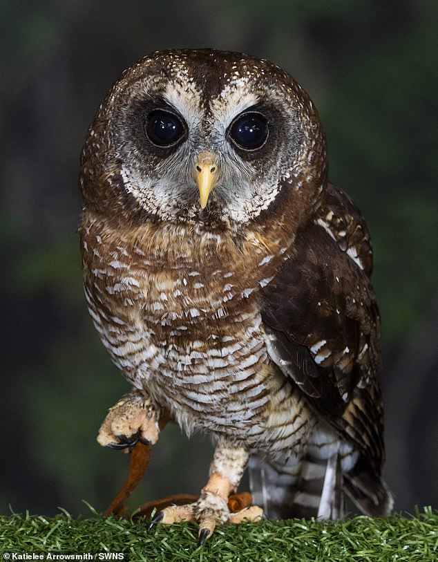 Pictured: Zizi - an African wood owl which are the most common forest owls found on the continent