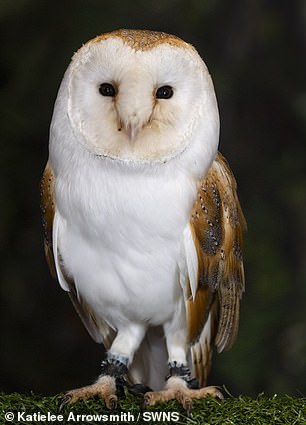 Alba - a barn owl
