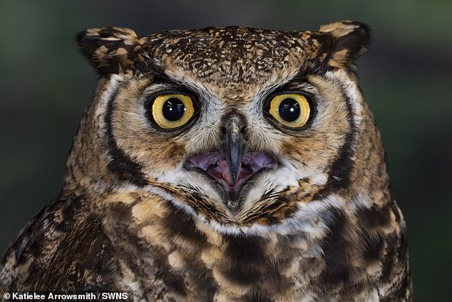 Pictured: Alicanto - a nine-year-old Magellanic horned owl