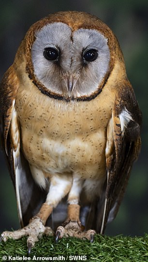 Opia - an Ashy-faced owl