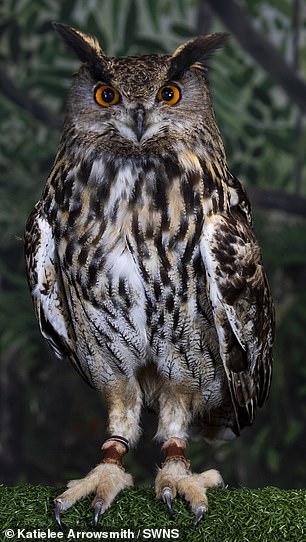 Zeus - an Eurasian eagle owl