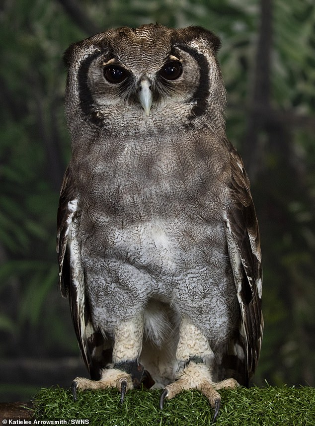 Pictured: Rafiki - a milky eagle owl which are typically found in sub-Saharan Africa