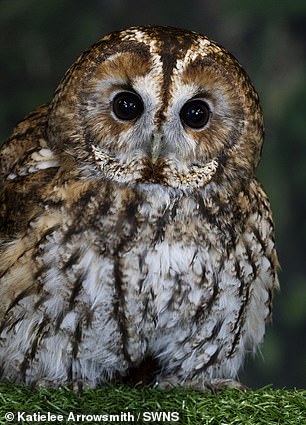 Tony - a Tawny owl