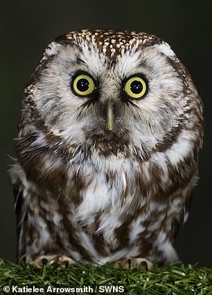 Aspen - a Tengmalm's owl