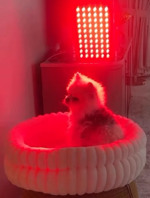 Hofit Golan's pet dog Yuki was pictured on social media under the spotlight of red light therapy
