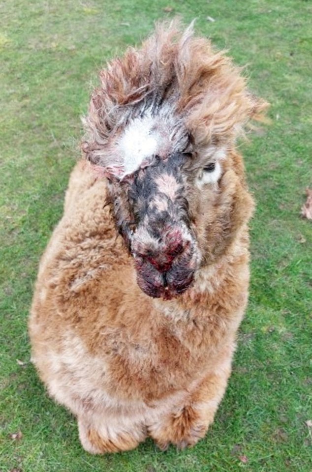 Four alpacas have been killed after being attacked by two Rottweilers