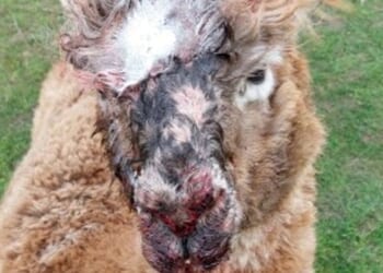 Four alpacas mauled to death and two injured by dogs in horror attack at farm