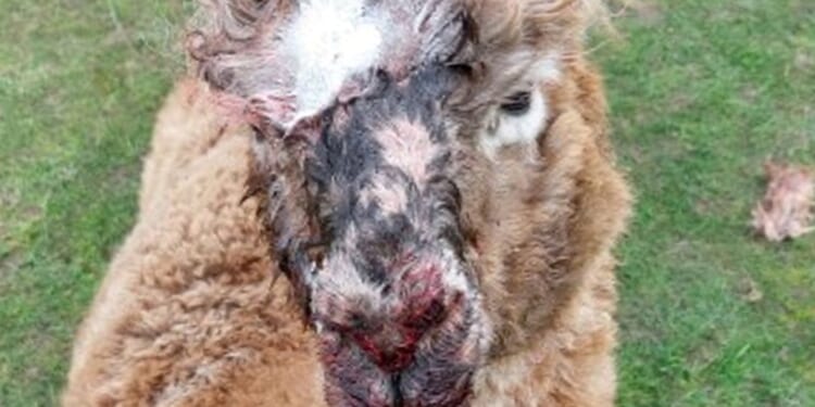 Four alpacas mauled to death and two injured by dogs in horror attack at farm