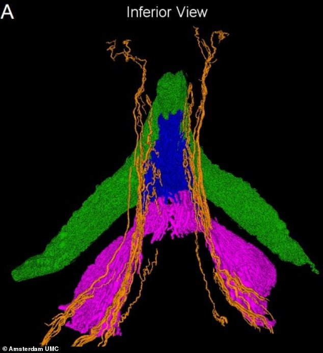 The researchers took micron–scale CT scans of the female pelvises, using a 'synchrotron radiation X–ray source'. This allowed them to map the nerves running through the sexual organ in unprecedented detail – with some measuring just 0.2mm in diameter