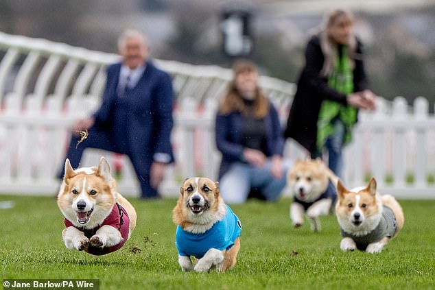Corgis raced in the fifth Derby held at Musselburgh Racecourse, originally to mark the late Queen's Platinum Jubilee in 2022