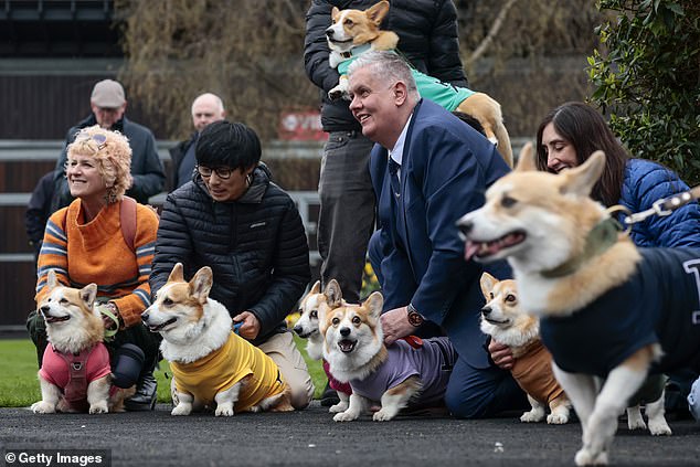 Some 15 corgis took part but around 50 applied, so a ballot was held to decide the final lineup