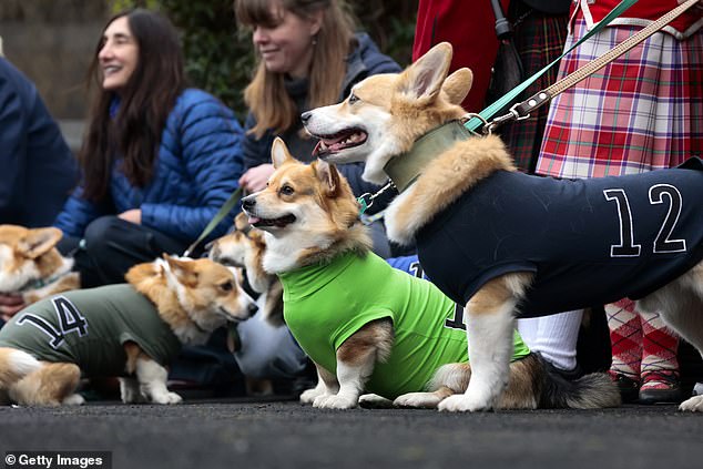 The corgis posed with their owners before the race began, each wearing a covering marked with a number
