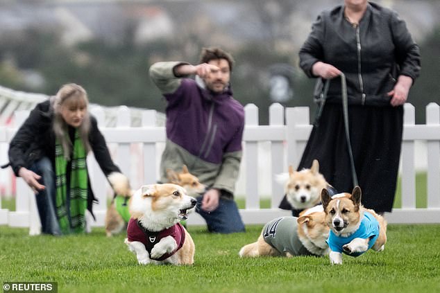 The race was hard-fought, with the corgis battling to reach the finish line