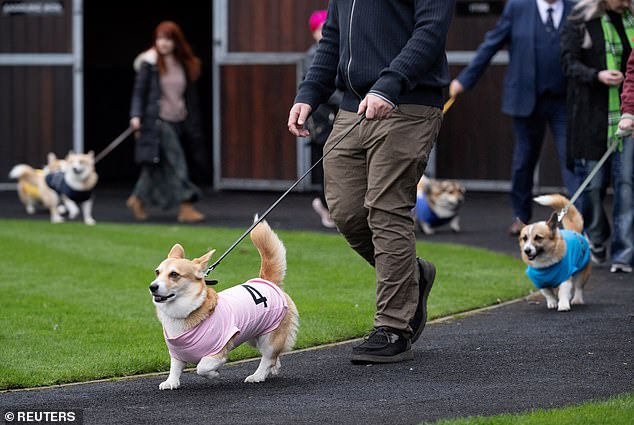 The dogs paraded with their owners in the paddock before the race began