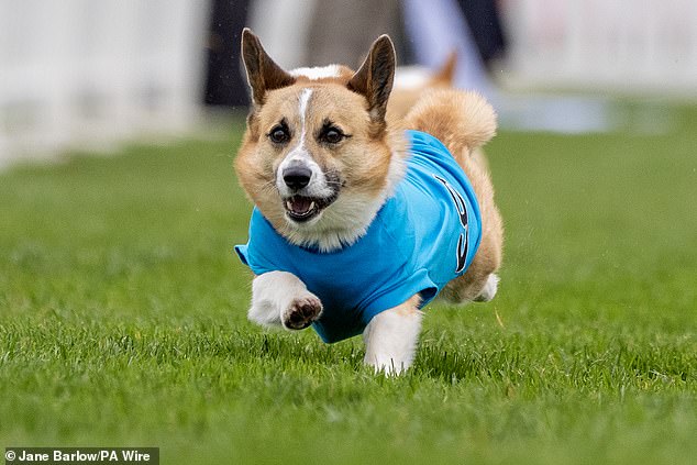 Islay crossed the finish line before the rest to pick up her first Corgi Derby title