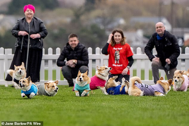 The field of 15 dogs were watched closly by their owners from the start line
