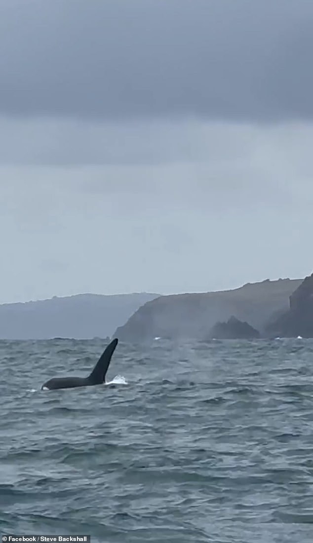 Brothers John Coe and Aquarius have been spotted regularly along the west coast of Scotland