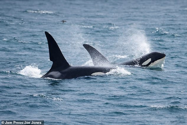 In the footage, Backshall says: 'Orca in Cornish seas and not just any Orca but the two best known individuals in the Northern hemisphere. Right here on our doorstep. Unreal.'