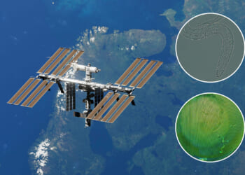 Brit scientists send WORMS into space on groundbreaking mission to help humans explore the Moon and beyond