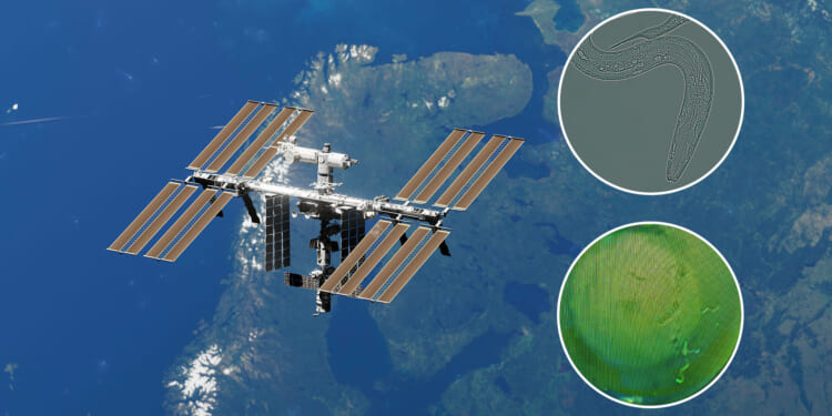 Brit scientists send WORMS into space on groundbreaking mission to help humans explore the Moon and beyond