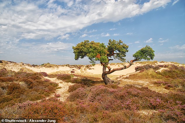 Beyond its four beaches and protected waters, the surrounding heathland is home to an abundance of wildlife, including all six of Britain's native reptiles, birds and deer