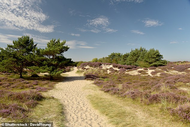 Dedicated trails weave through dunes, woodland, purple heathland and beds of wildflowers